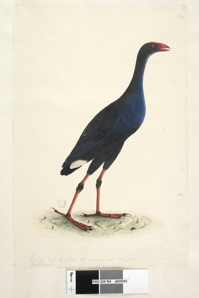 Gallineta de Pantano Oriental de Unknown artist