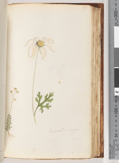 Página 95. Eriocalia major de Unknown artist