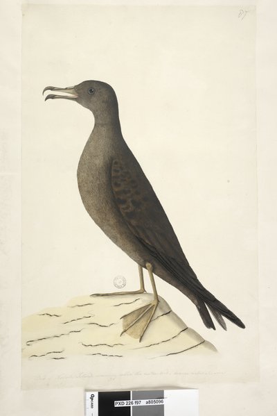 Página 97. Ave de la Isla Norfolk comúnmente llamada el ave de cordero, dibujada a tamaño natural Wedge, Tailed Shearwater Puffinis Pacificus, 1791-92 de Unknown artist