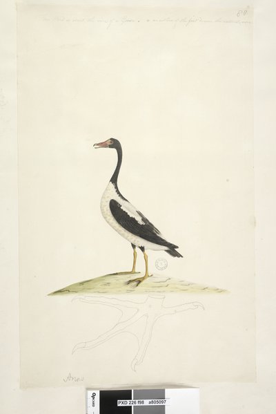 Página 98. Anas. a lo largo del borde superior en diferente mano Este ave es del tamaño de un ganso. A continuación se muestra un contorno del pie dibujado a tamaño natural Ganso Pío Anseranas semipalmata, 1791-92 de Unknown artist
