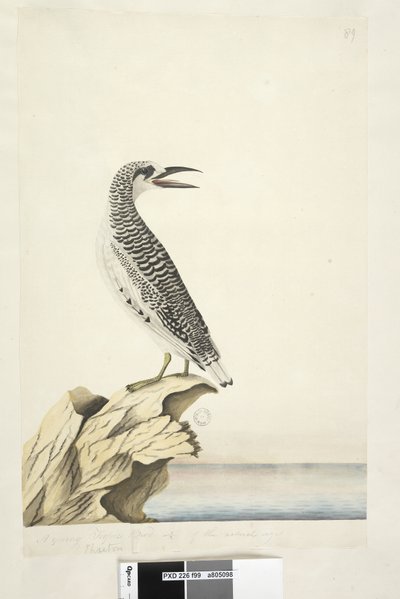 Página 99. Phaeton. Un joven Ave Tropical 1/2 del tamaño natural. Ave Tropical de Cola Roja Phaethon rubricauda, 1791-92 de Unknown artist