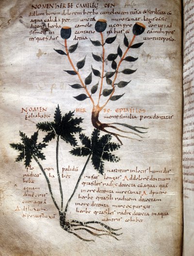 Página del manuscrito de Apuleyo (Lucius Apuleius) (ca. 125-ca. 180), "De viribus herbarum", siglo VIII o IX. Lucca, Biblioteca del Gobierno. de Unknown artist