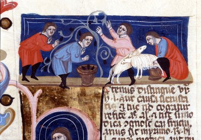 Recolección de frutas y ordeño de leche de oveja. Manuscrito del siglo XIV. Biblioteca Nazionale Braidense. Milán de Unknown artist