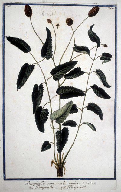 Pimprenelle: Pimpinella Sanguisorba mayor. de Unknown artist