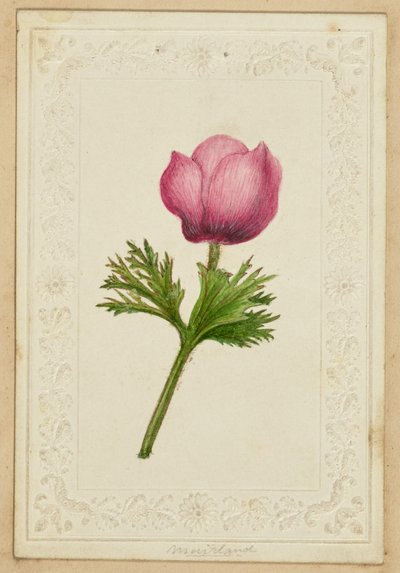 [Tarjeta de nota con flor rosa] de Unknown artist