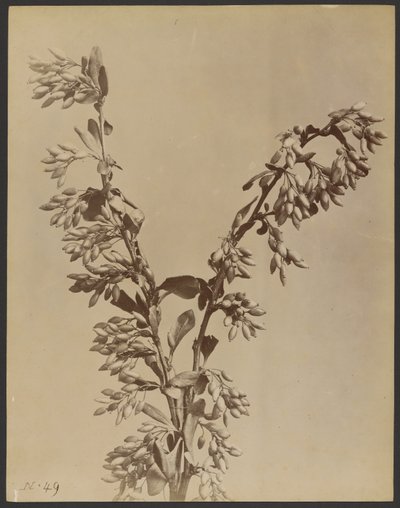 [Planta con racimos de vainas] de Unknown artist
