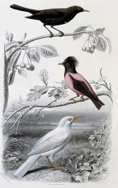 Placa de historia natural: Mirlo, mirlo blanco y mirlo rosa - en “Oeuvres de Buffon”, ed. Furne Jouvet & cie, París de Unknown artist