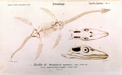 Plesiosaurio del Diccionario Universal de Historia Natural de Unknown artist