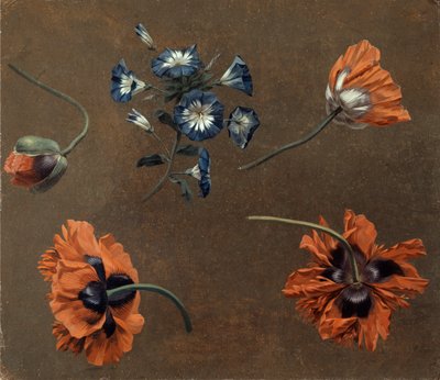 Amapolas y Tradascanthus de Unknown artist