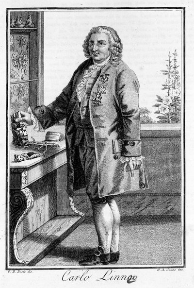 Retrato de Carl Von Linné, naturalista y escritor sueco (1707 - 1778). Grabado del siglo XIX. de Unknown artist
