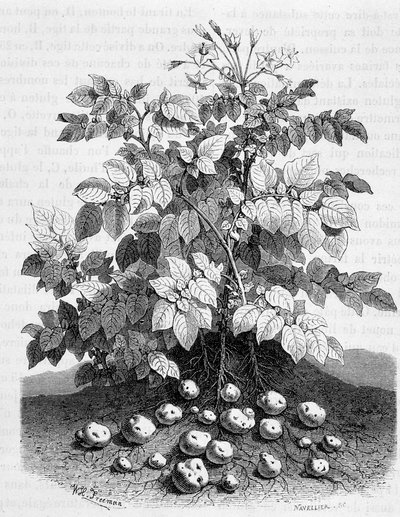 Patata y tubérculos amiláceos de sus raíces - Fig tree de Unknown artist
