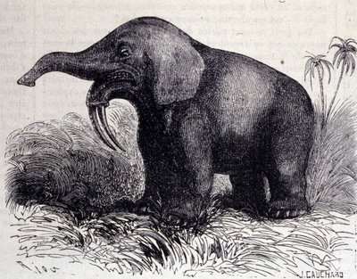 Prehistoria: representación de un Dinotherium, tipo de paquidermo de Unknown artist