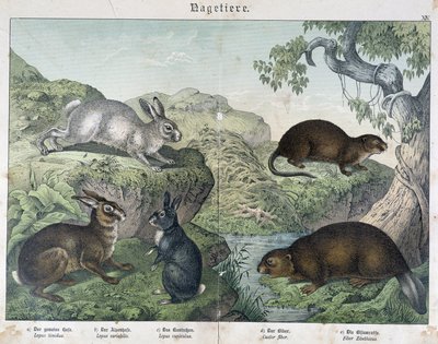 Conejo, castor - en "Historia Natural de los Mamíferos", ed. Schreiber de Unknown artist
