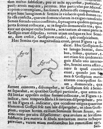 Representación de una semilla de árbol frutal. Descripción hecha por el comerciante y científico holandés Antoine van Leeuwenhoek (o Leeuvenhoek Leeuwenhoeck) (o Antoni o Anthonie) (1632-1723). Grabado de “Investigatio Arcanorum” 1722 de Unknown artist