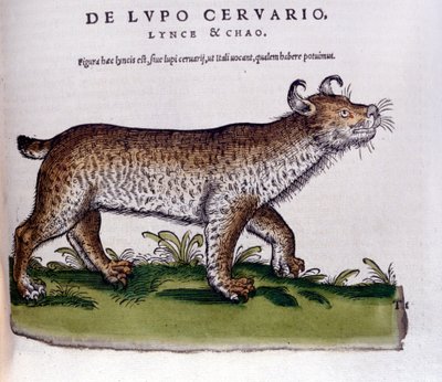 Representación de un lince (lobo - ciervo) - Historia Animalium de Conrad Gesner, Tiguri de Unknown artist