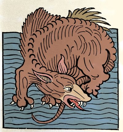 Representación de un monstruo marino. Grabado de “Hortus Sanitatis” de Unknown artist