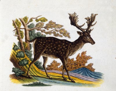 Representación de un reno. Grabado del siglo XVIII. de Unknown artist