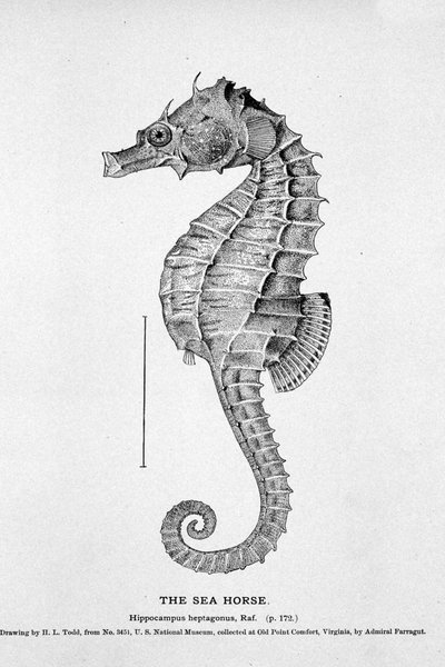 Representación de un caballito de mar (Hippocampus heptagonis). Lámina de historia natural del siglo XIX de Unknown artist