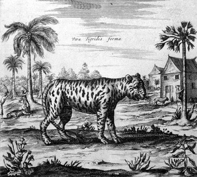 Representación de un tigre, grabado de "De China Monumenta" de Athanasius Kircher de Unknown artist