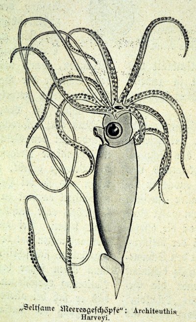 Representación de un Architeuthis Harveyi, calamar gigante de Unknown artist
