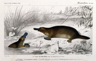 Representación de un Ornitorrinco (Ornithorhynchus paradoxus, Blum.). Grabado del “Diccionario Universal de Historia Natural” de C. D