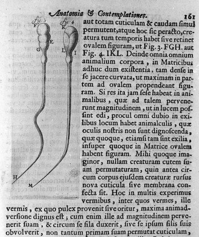 Representación de espermatozoides de perro. Descripción hecha por el comerciante y científico holandés Antoine van Leeuwenhoek (1632-1723). Grabado de 