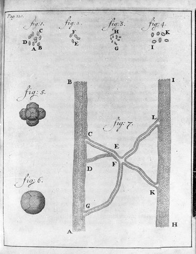Representación de hematíes (glóbulos rojos) de salmón y rodaballo. Estudio del comerciante y naturalista holandés Antoine van Leeuwenhoek (1632-1723). Grabado de “Epistolae ad Societatem Regiam Angliam” 17 de Unknown artist