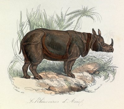 Rinoceronte asiático clasificado según la nomenclatura de Linneene y Cuvier (grabado) de Unknown artist