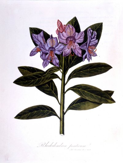 Rhododendron (Rhododendrum Pontium) de Unknown artist