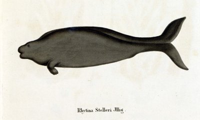Rhytina Stelleri también llamada vaca marina de Steller, espécimen desaparecido en el siglo XVIII. de Unknown artist