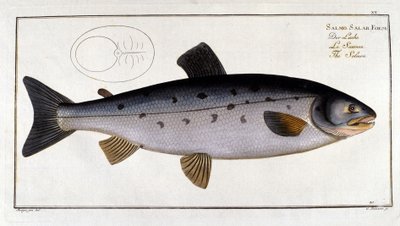 Salmón (Salmo salar) por Marc Elieser Bloch de Unknown artist