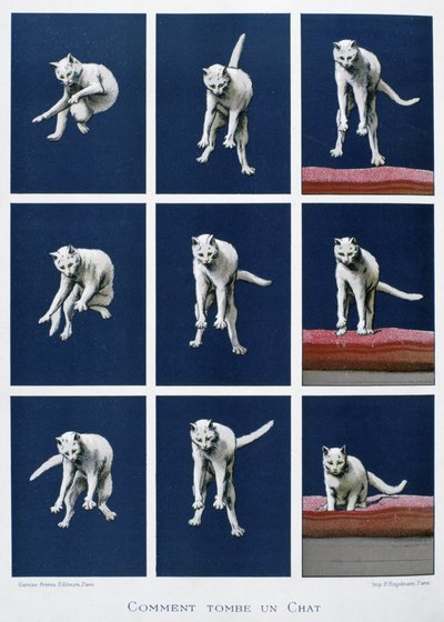 Serie de fotogramas de un gato cayendo, c.1895 (grabado) de Unknown artist