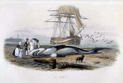 Pesca de tiburones - en "Histoire naturelle de Lacépède" de Unknown artist