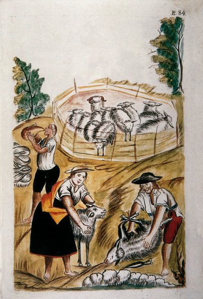 Esquila de ovejas, del libro "Trujillo del Perú" o "Códice Martínez Compañón", por Baltazar Martínez Compañón y Bujanda, obispo de Trujillo (1782-1785) de Unknown artist
