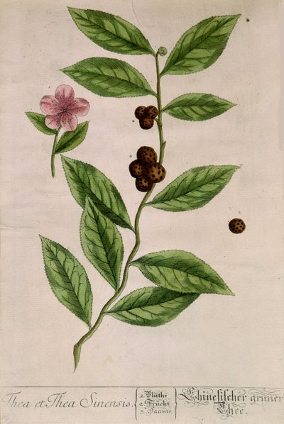 Planta de té Sinensis - lámina botánica de Unknown artist