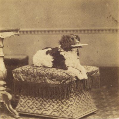 [Perro sentado con un fardo en la boca] de Unknown artist