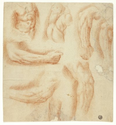 Bocetos de brazos, torso masculino y espalda de Unknown artist