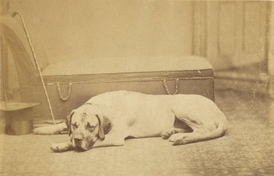 [Sleeping Dog] de Unknown artist