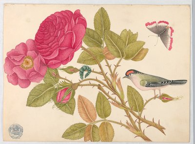 Pequeño pájaro pelirrojo en rama de rosa de Unknown artist