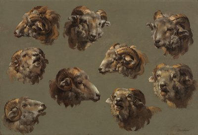 Studies of Ram Heads de Unknown artist