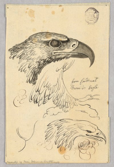 Estudios de dos cabezas de águila y una ala, del águila del Cardenal Bernis de Unknown artist