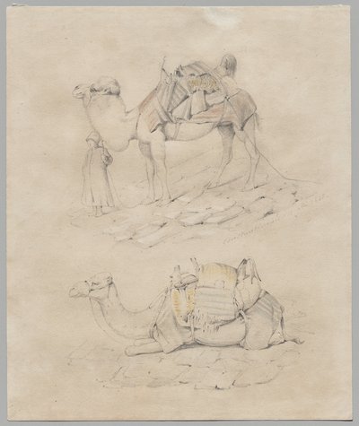estudio de camellos de Unknown artist