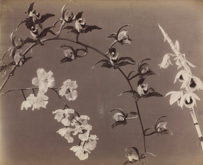 Study of Orchids de Unknown artist