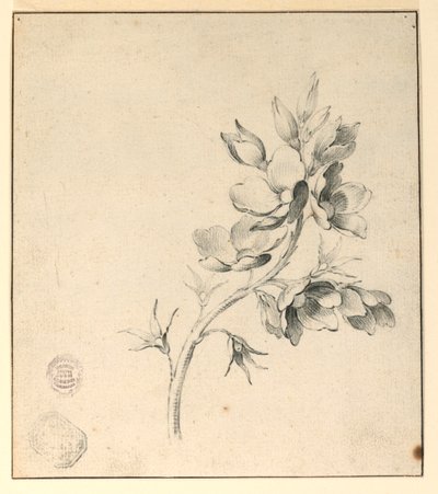 Estudio de una rama de rosas silvestres de Unknown artist