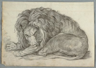 Estudio de un león de Unknown artist