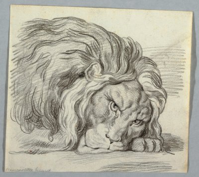 Estudio de un león de Unknown artist