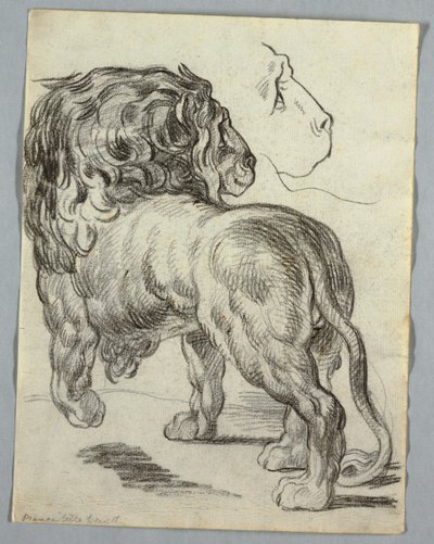 Estudio de un león de Unknown artist