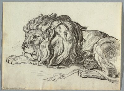 Estudio de un León de Unknown artist