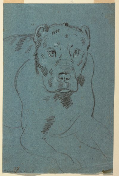 Estudio de una leona de Unknown artist