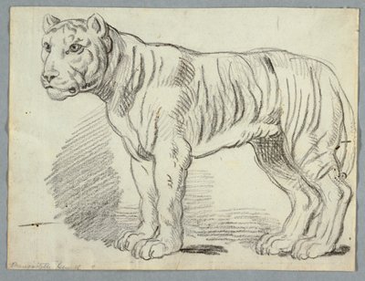 Estudio de un Tigre de Unknown artist